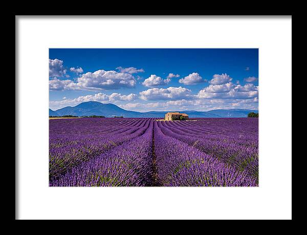 Valensole Plateau In Full Bloom
