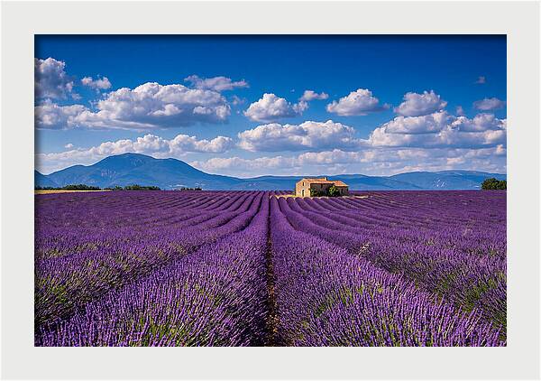 Valensole Plateau In Full Bloom