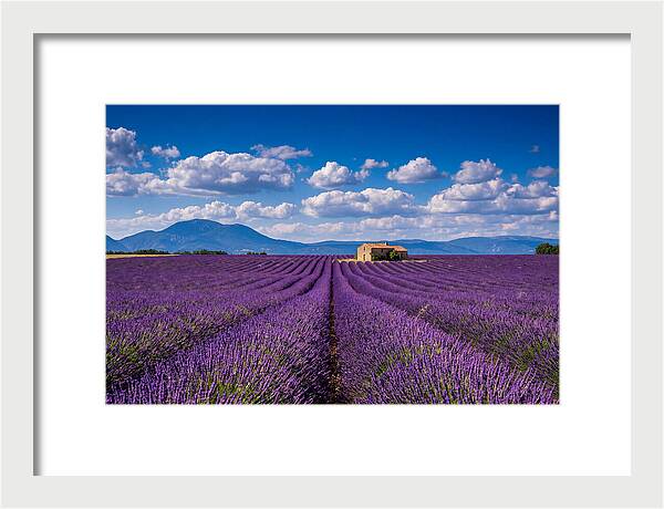 Valensole Plateau In Full Bloom
