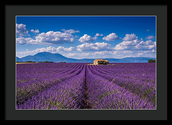 Valensole Plateau In Full Bloom
