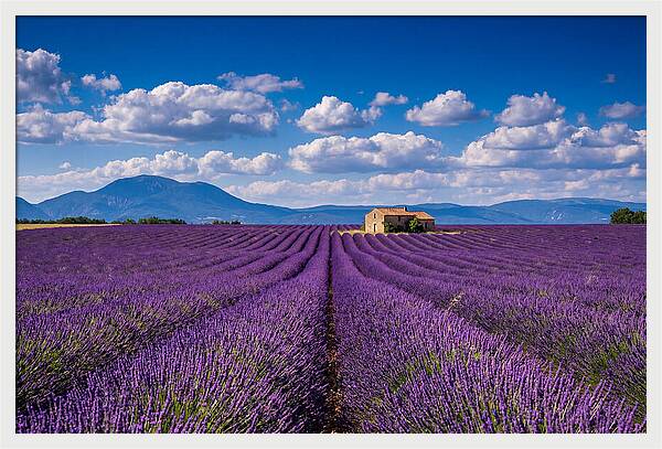 Valensole Plateau In Full Bloom