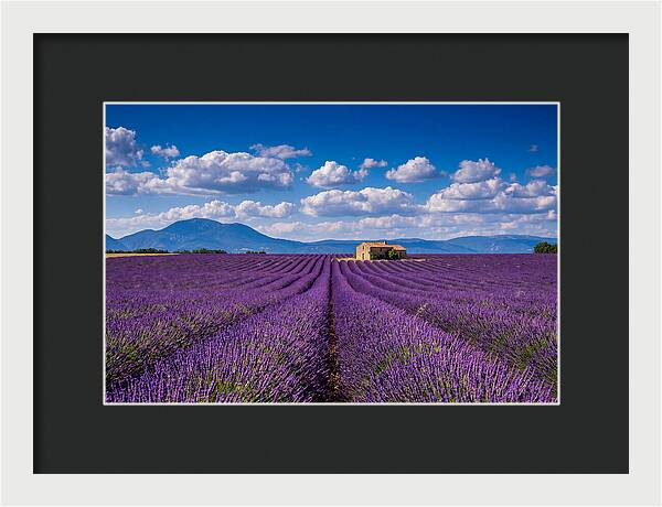 Valensole Plateau In Full Bloom