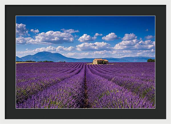 Valensole Plateau In Full Bloom
