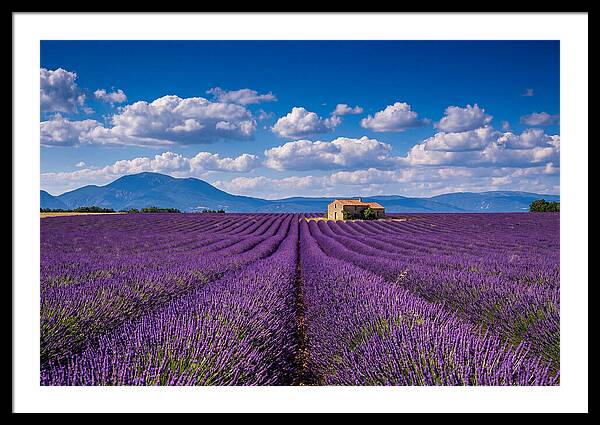 Valensole Plateau In Full Bloom