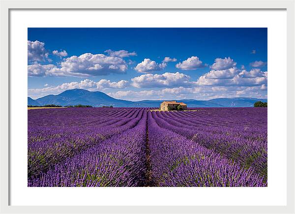 Valensole Plateau In Full Bloom