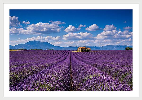Valensole Plateau In Full Bloom