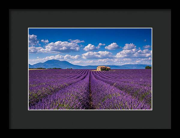 Valensole Plateau In Full Bloom