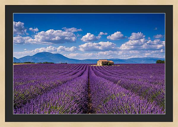 Valensole Plateau In Full Bloom