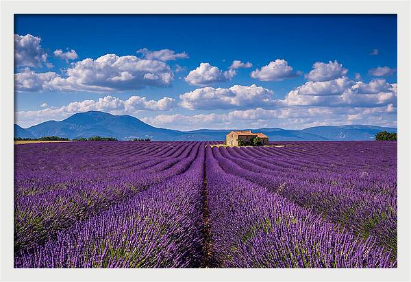 Valensole Plateau In Full Bloom