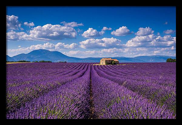 Valensole Plateau In Full Bloom
