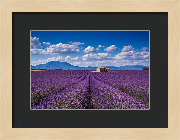 Valensole Plateau In Full Bloom