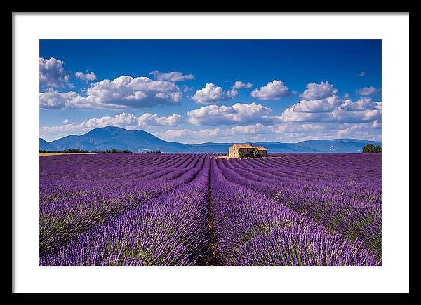 Valensole Plateau In Full Bloom