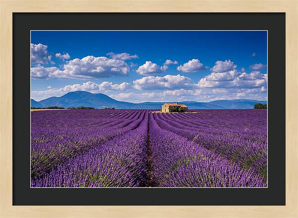 Valensole Plateau In Full Bloom