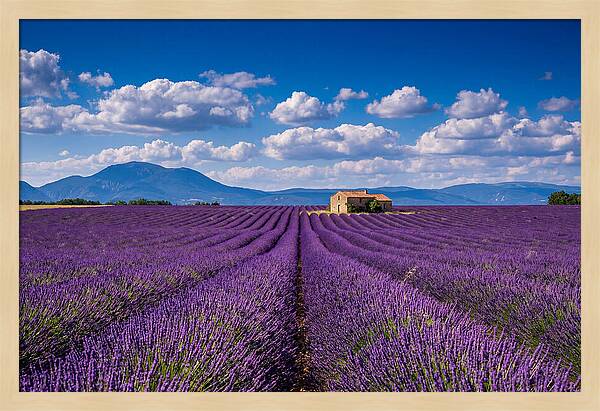 Valensole Plateau In Full Bloom