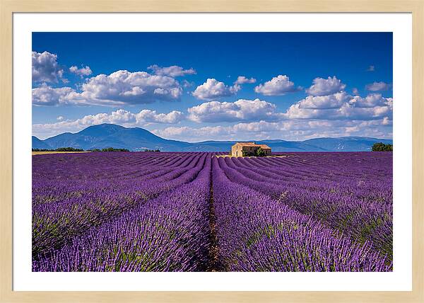 Valensole Plateau In Full Bloom