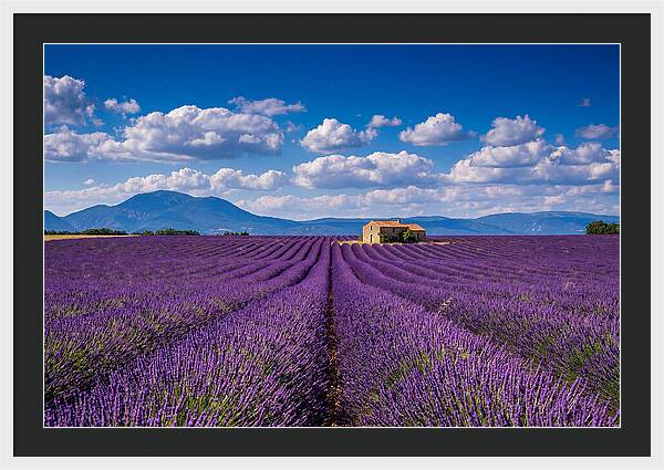 Valensole Plateau In Full Bloom