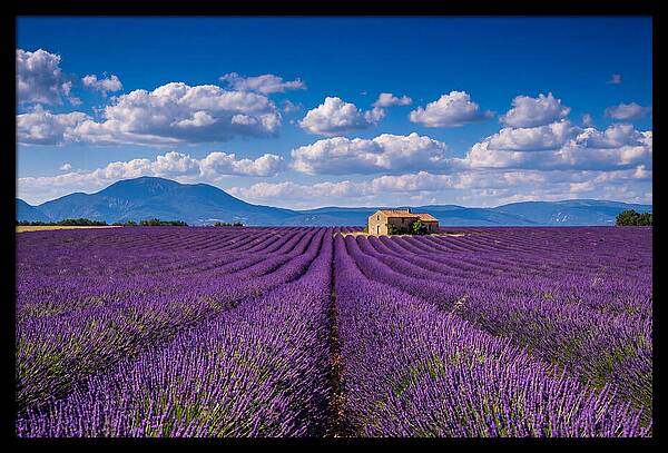 Valensole Plateau In Full Bloom