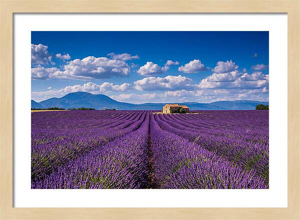 Valensole Plateau In Full Bloom