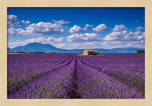 Valensole Plateau In Full Bloom