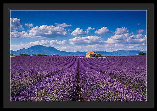 Valensole Plateau In Full Bloom