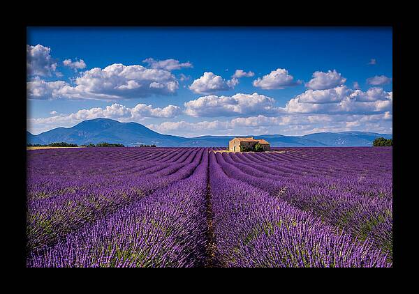 Valensole Plateau In Full Bloom