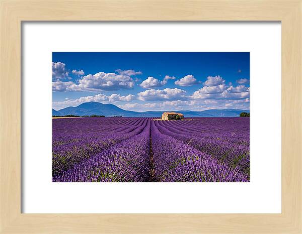 Valensole Plateau In Full Bloom