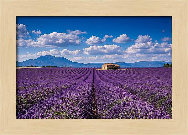 Valensole Plateau In Full Bloom