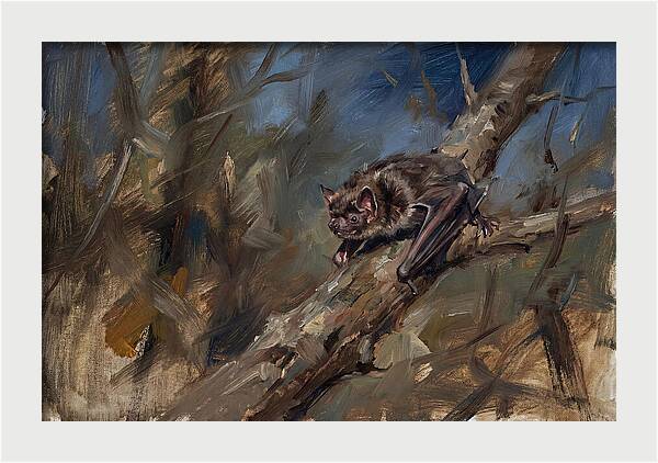 Vampire Bat In Nature