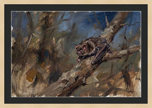 Vampire Bat In Nature