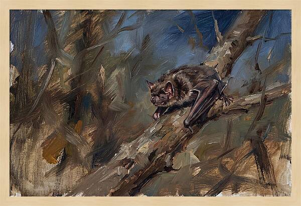 Vampire Bat In Nature