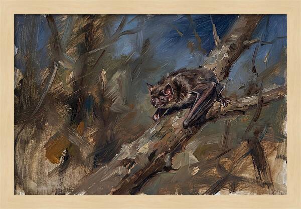 Vampire Bat In Nature