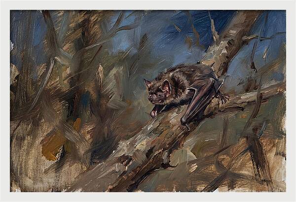Vampire Bat In Nature