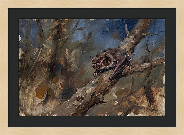 Vampire Bat In Nature