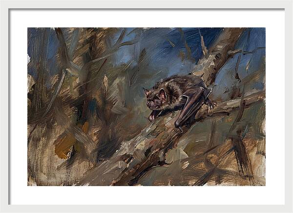 Vampire Bat In Nature