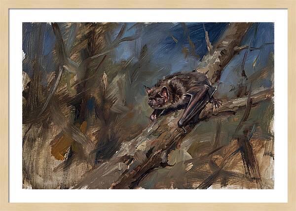 Vampire Bat In Nature