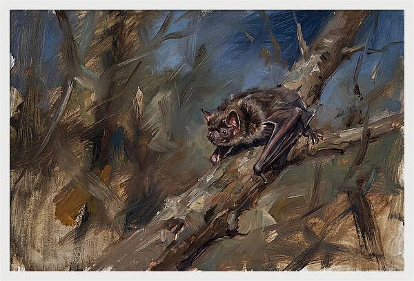 Vampire Bat In Nature