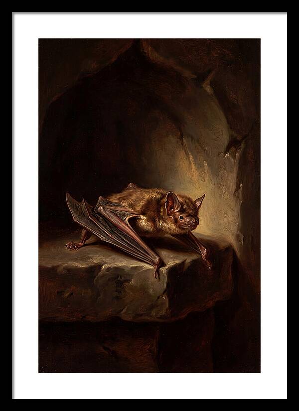 Vampire Bat In Realism