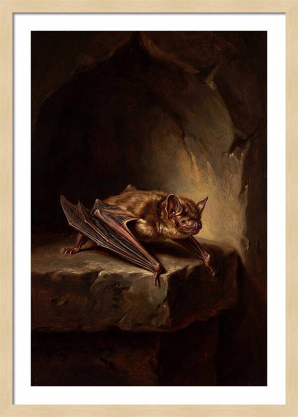Vampire Bat In Realism
