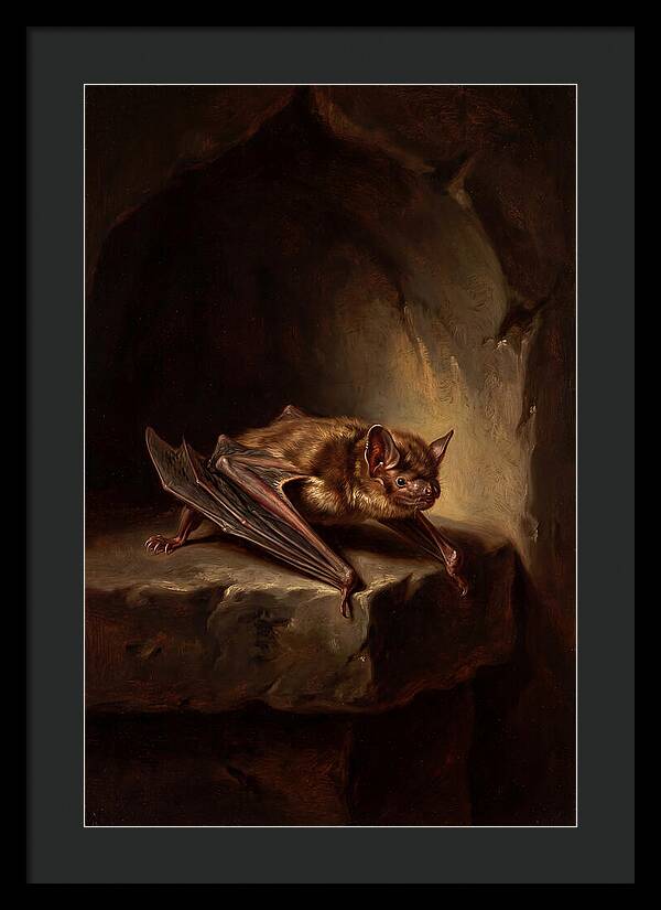 Vampire Bat In Realism
