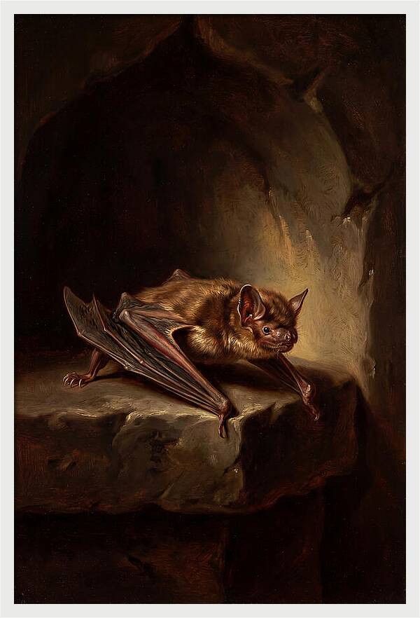 Vampire Bat In Realism