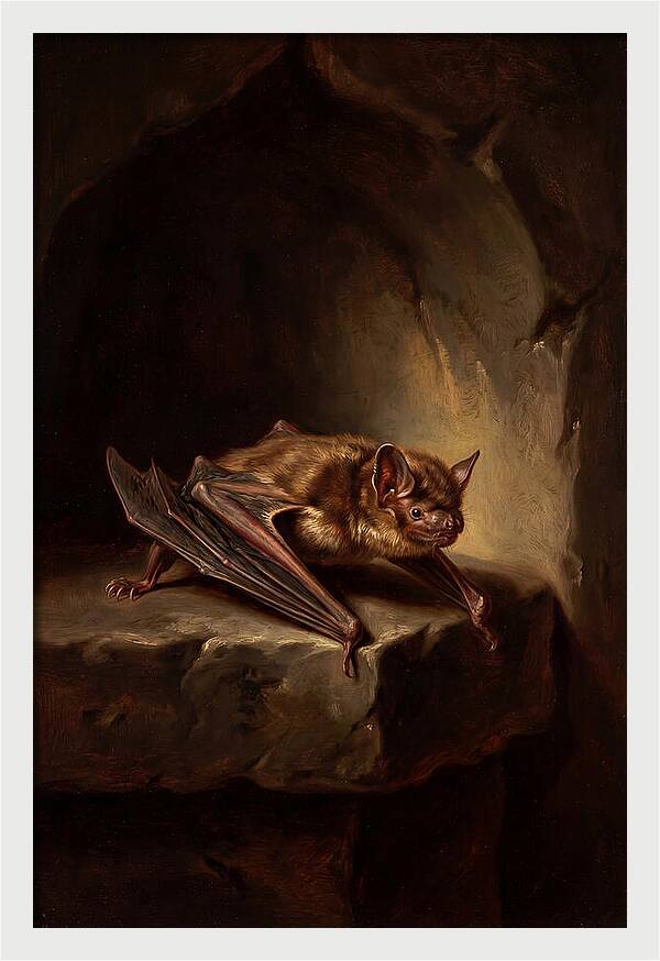 Vampire Bat In Realism