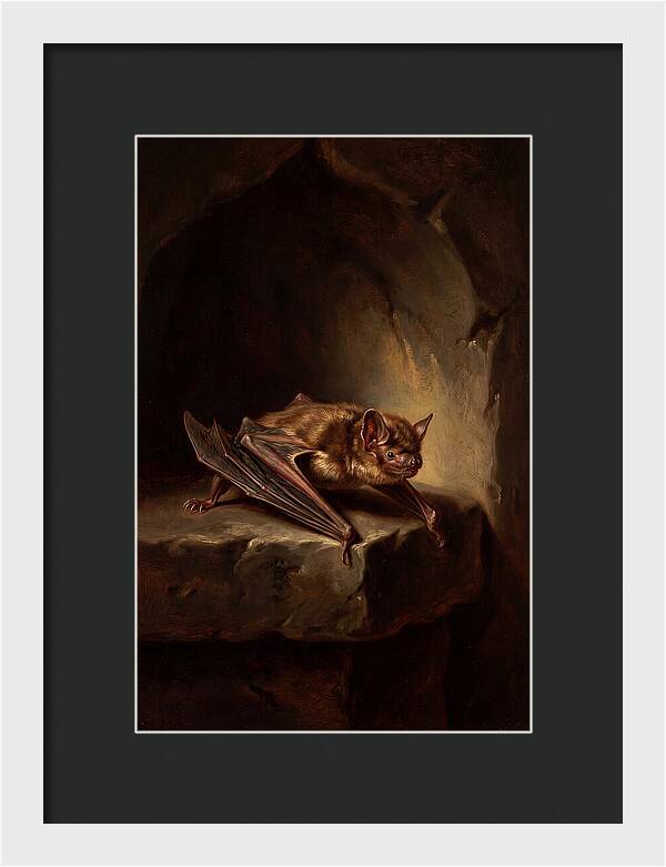 Vampire Bat In Realism