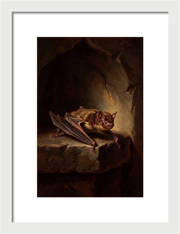 Vampire Bat In Realism