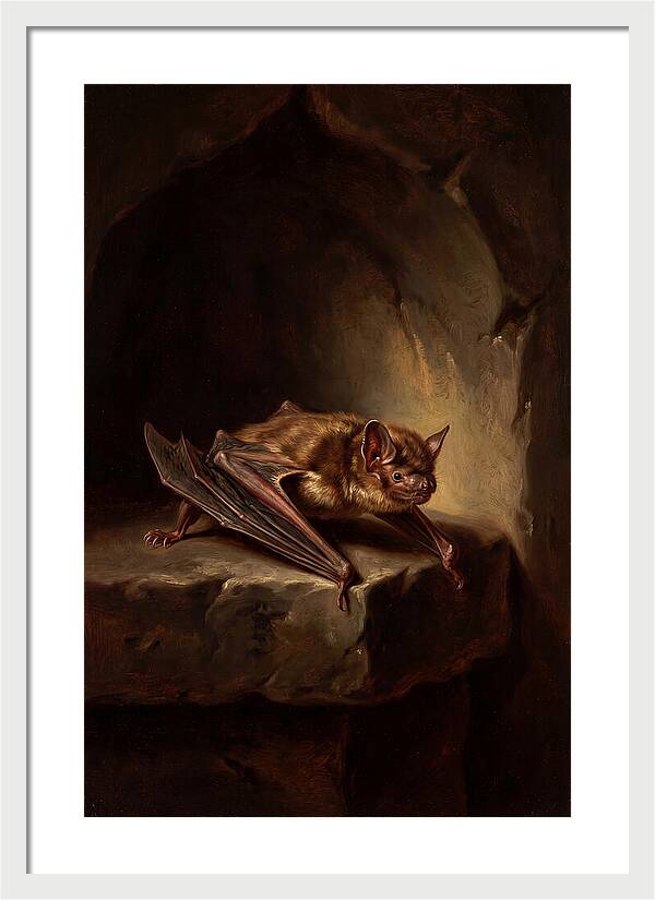Vampire Bat In Realism