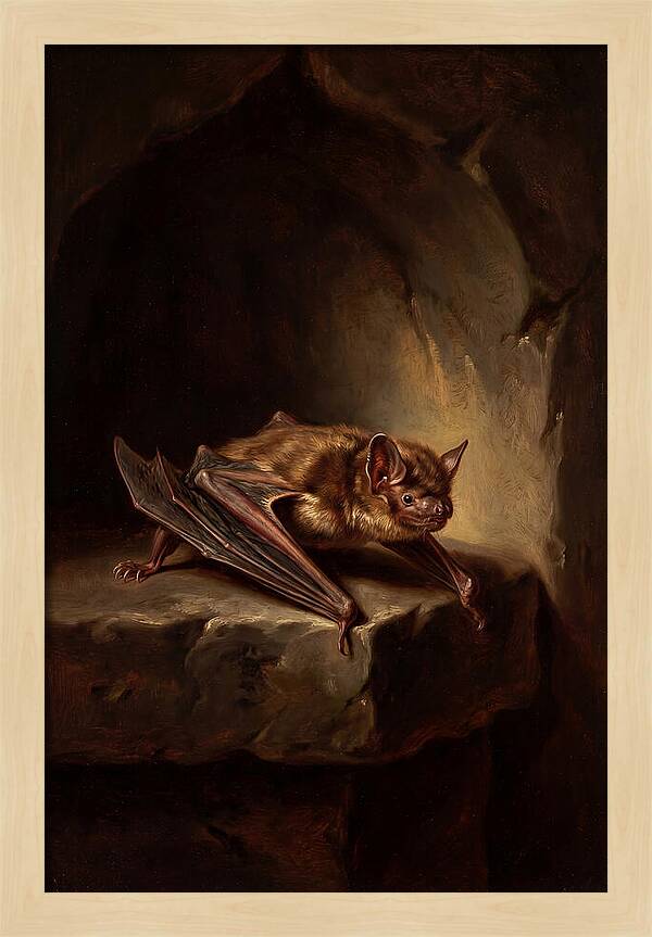 Vampire Bat In Realism