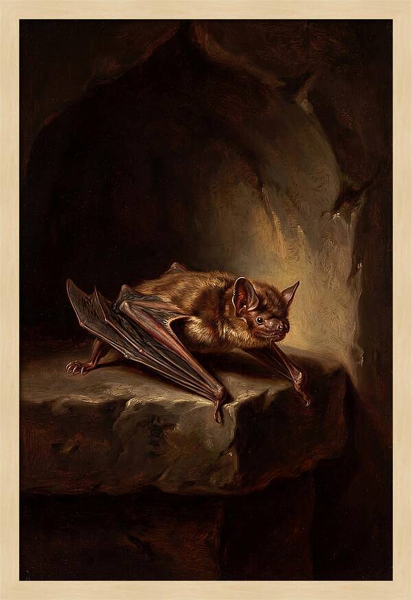 Vampire Bat In Realism