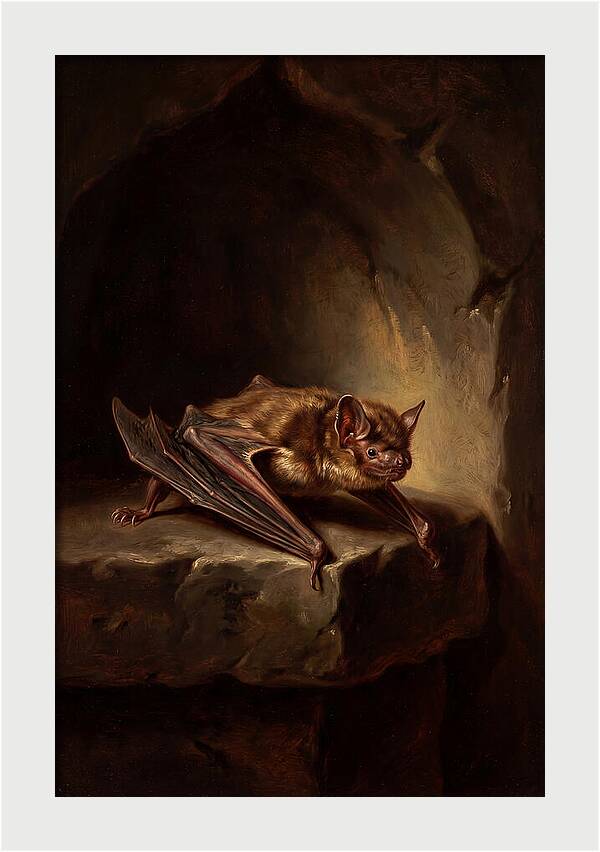 Vampire Bat In Realism