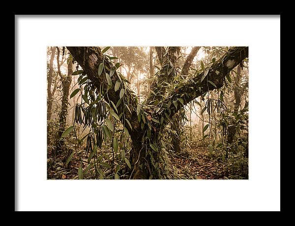 Vanilla Vine Embracing Nature