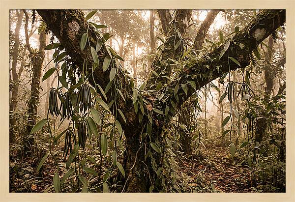 Vanilla Vine Embracing Nature