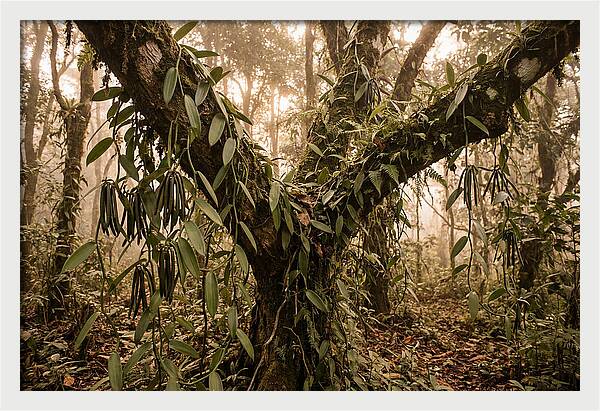 Vanilla Vine Embracing Nature